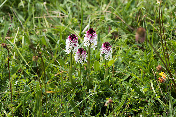 Neotinea ustulata, Burnt-tip Orchid, Wiltshire May 29th 2015