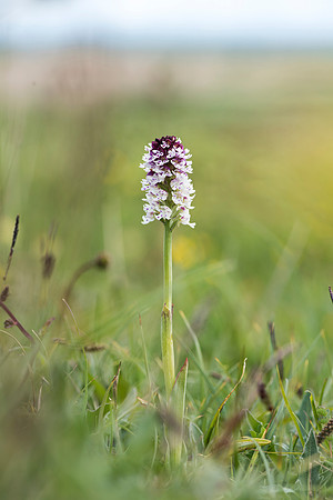 Neotinea ustulata, Burnt-tip Orchid, Wiltshire May 29th 2015