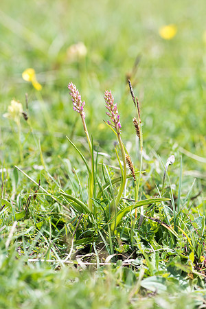 Gymnadenia conopsea - Common/Chalk Fragrant Orchid, Wiltshire May 29th 2015