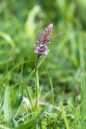 Gymnadenia conopsea - Common/Chalk Fragrant Orchid, Wiltshire May 29th 2015
