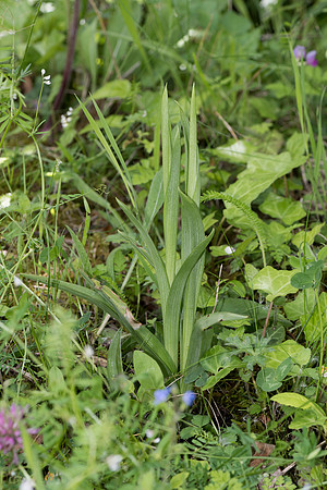 Anacamptis pyramidalis, Pyramid Orchid spring growth, May 2015
