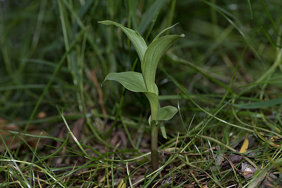 Epipactis phyllanthes var. vectensis. Isle of Wight Helleborine, Nursling, May 30th 2015