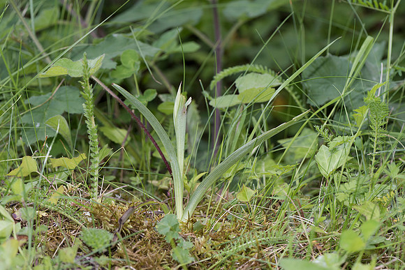 Anacamptis pyramidalis, Pyramid Orchid spring growth, May 2015