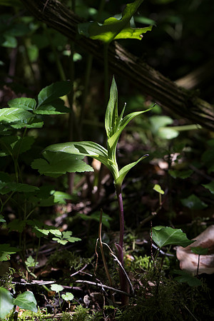 Epipactis sp. Helleborine, Nursling, 30th May 2015
