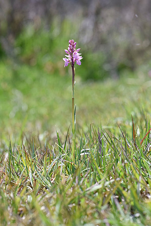 Dactylorhiza maculata, Heath-spotted Orchid, New Forest 30th May 2015
