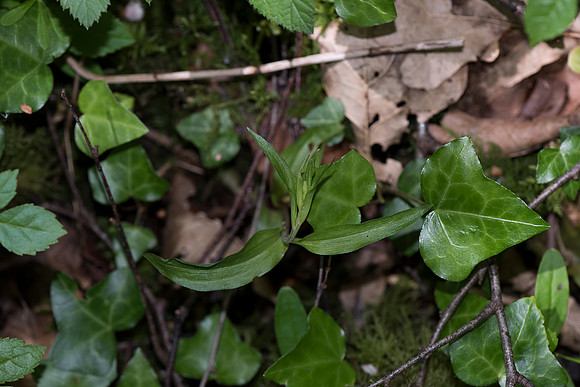 Epipactis sp. Helleborine, Nursling, 30th May 2015