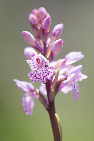 Dactylorhiza maculata, Heath-spotted Orchid, New Forest 30th May 2015