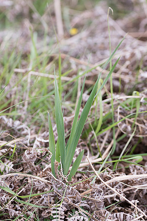 Gladiolus illyricus, Wild Gladioli, New Forest, May 30th 2015