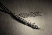 Triticum aestivum. Wheat.