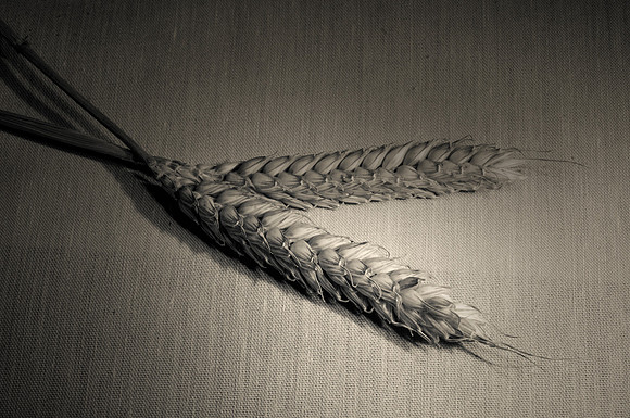 Triticum aestivum. Wheat.