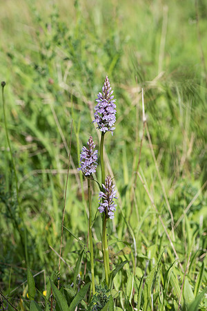 Dactylorhiza fuchsii, Common Spotted Orchid, June 2015