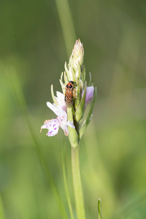 Dactylorhiza fuchsii, Common Spotted Orchid, June 2015