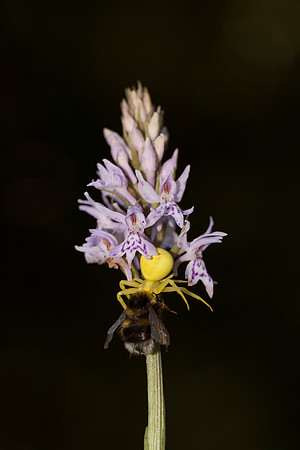 Dactylorhiza fuchsii, Common Spotted Orchid, June 2015