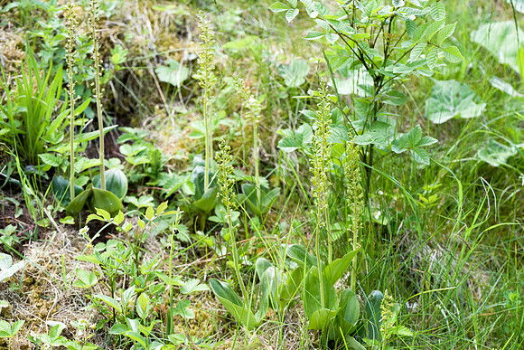 Neottia ovata, Common Twayblade, Burghclere June 6th 2015
