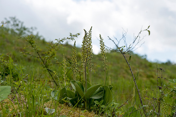 Neottia ovata, Common Twayblade, Burghclere June 6th 2015