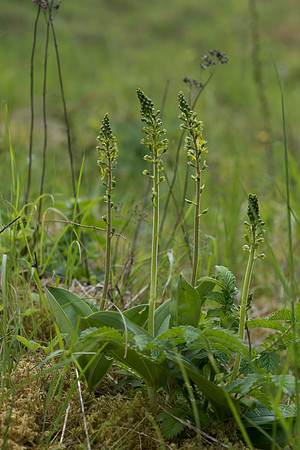 Neottia ovata, Common Twayblade, Burghclere June 6th 2015