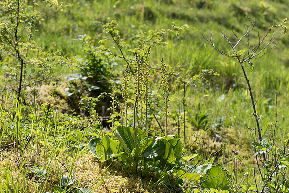 Neottia ovata, Common Twayblade, Burghclere June 6th 2015