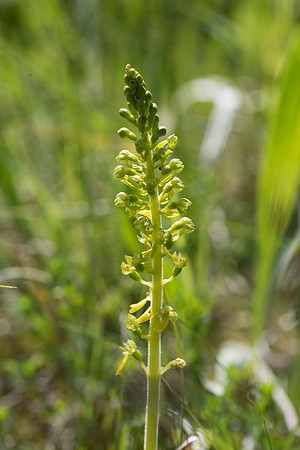 Neottia ovata, Common Twayblade, Burghclere June 6th 2015