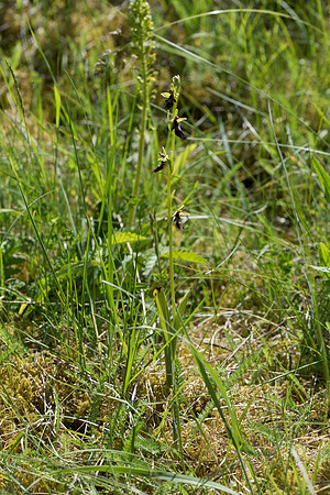 Ophrys insectifera, Fly Orchid. Burghclere June 6th 201
