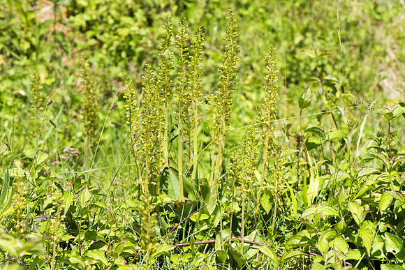 Neottia ovata, Common Twayblade, Burghclere June 6th 2015