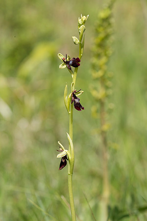 Ophrys insectifera, Fly Orchid. Burghclere June 6th 201