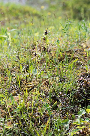 Ophrys insectifera, Fly Orchid. Burghclere June 6th 201