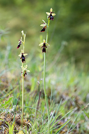 Ophrys insectifera, Fly Orchid. Burghclere June 6th 201