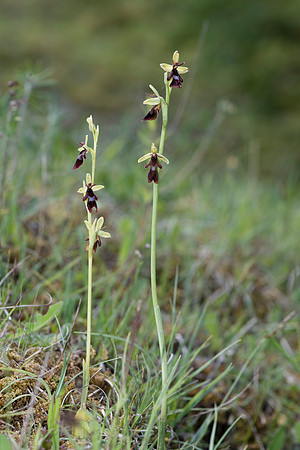 Ophrys insectifera, Fly Orchid. Burghclere June 6th 201