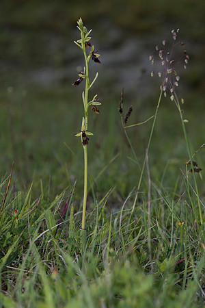 Ophrys insectifera, Fly Orchid. Burghclere June 6th 201