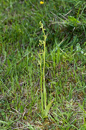 Ophrys insectifera, Fly Orchid. Burghclere June 6th 201