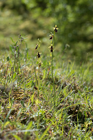Ophrys insectifera, Fly Orchid. Burghclere June 6th 201