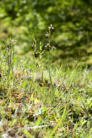 Ophrys insectifera, Fly Orchid. Burghclere June 6th 201