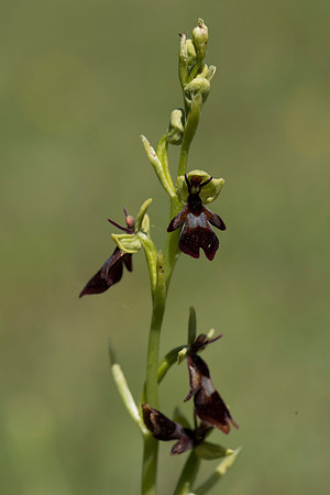 Ophrys insectifera, Fly Orchid. Burghclere June 6th 201