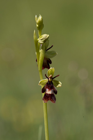 Ophrys insectifera, Fly Orchid. Burghclere June 6th 201