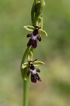 Ophrys insectifera, Fly Orchid. Burghclere June 6th 201