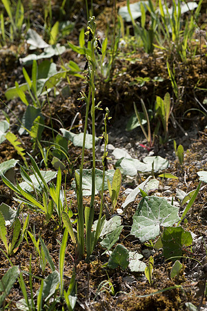 Ophrys insectifera, Fly Orchid. Burghclere June 6th 201
