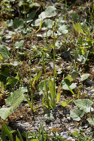 Ophrys insectifera, Fly Orchid. Burghclere June 6th 201