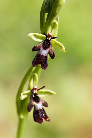 Ophrys insectifera, Fly Orchid. Burghclere June 6th 201