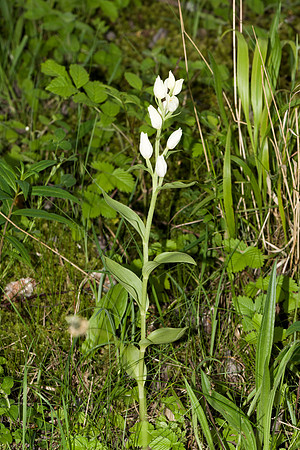 Cephalanthera damasonium, White Helleborine. Burghclere June 6th 2015