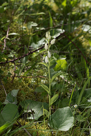 Cephalanthera damasonium, White Helleborine. Burghclere June 6th 2015