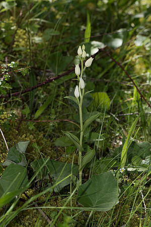 Cephalanthera damasonium, White Helleborine. Burghclere June 6th 2015