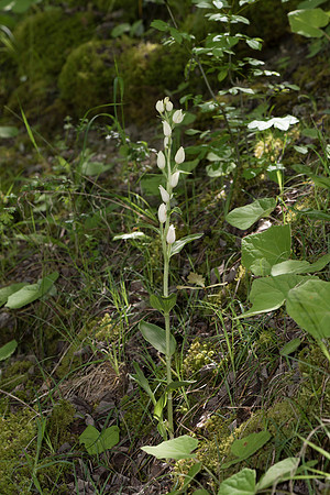 Cephalanthera damasonium, White Helleborine. Burghclere June 6th 2015