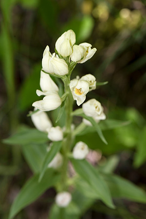Cephalanthera damasonium, White Helleborine. Burghclere June 6th 2015