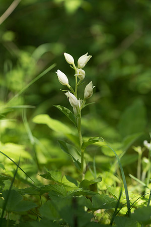 Cephalanthera damasonium, White Helleborine. Burghclere June 6th 2015