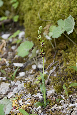 Ophrys insectifera, Fly Orchid. Burghclere June 6th 201