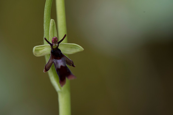 Ophrys insectifera, Fly Orchid. Burghclere June 6th 201