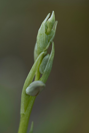 Ophrys insectifera, Fly Orchid. Burghclere June 6th 201