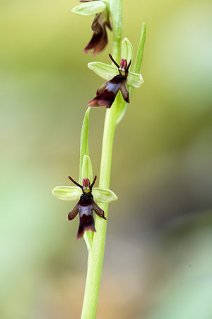 Ophrys insectifera, Fly Orchid. Burghclere June 6th 201