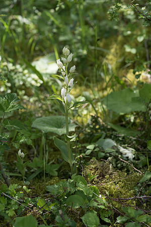 Cephalanthera damasonium, White Helleborine. Burghclere June 6th 2015