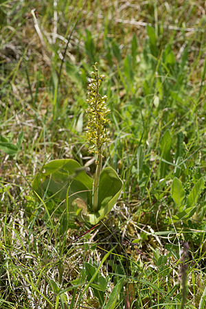 Neottia ovata, Common Twayblade, Burghclere June 6th 2015